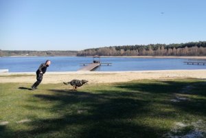 Pies służbowy &quot;Atan&quot; podczas pokazu agresji