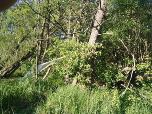 Wiszący na drzewie rozbity szybowiec