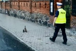 Policjant przegania kaczki na chodnik