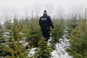 Policjant sprawdza, czy drzewka nie są oznaczone przed kradzieżą