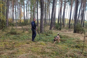 Policjant prowadzi psa służbowego na smyczy