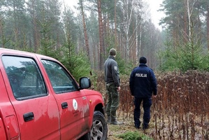 Mundurowi sprawdzają szkółki leśne