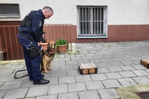 Policjant przygotowuje psa do pokazu