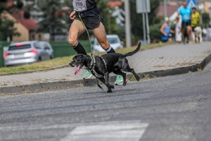 Piec biegnie po ulicy, wraz ze swoim opiekunem