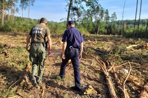 Strażnik Leśny wraz z Policjantem sprawdzają miejsce wycinki drzewa