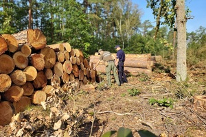 Mundurowi sprawdzają legalność wycinki drzewa