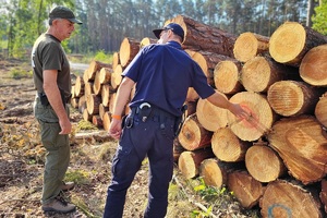 Funkcjonariusze stoją przy gromadzie wyciętego drewna