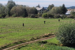 Policjanci penetrujący teren pola za zaginioną