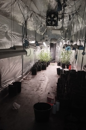 Krzewy konopi uprawiane w kontenerze