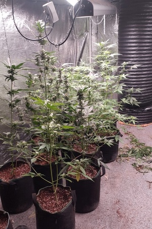 Krzewy konopi uprawiane w kontenerze