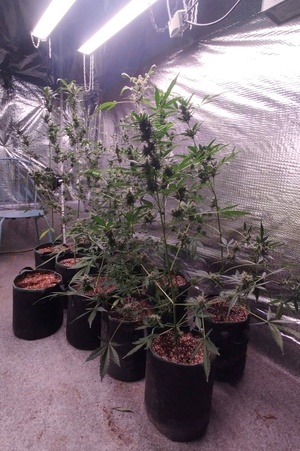 Krzewy konopi uprawiane w kontenerze