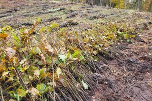 Policjanci i przedstawiciele samorządów wspólnie sadzą las