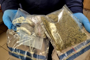 Policjant trzyma susz roślinny