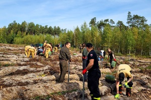 Policjanci z przedstawicielami innych instytucji sadzą las